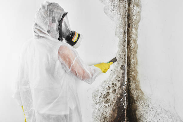 Trusted Westwood, MI Mold Remediation Experts